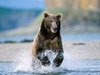   Alaska's Hallo Bay Bear Camp