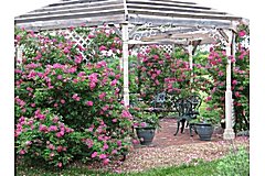 Cameo Rose Victorian Country Inn