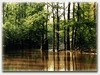 Atchafalaya Experience